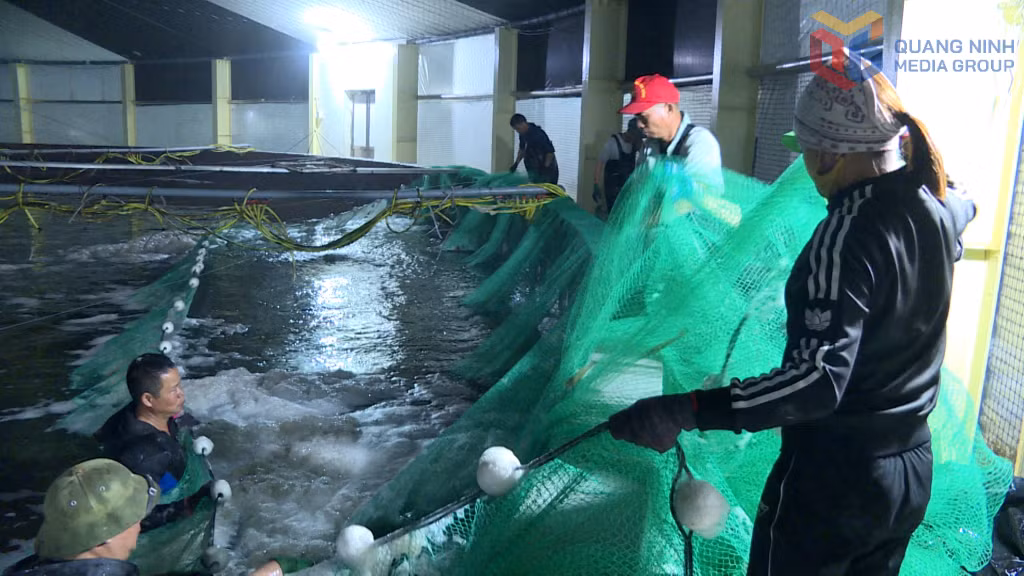 Sản lượng tôm nuôi của Hợp tác xã nuôi tôm công nghệ cao Cẩm Phả đạt từ 30 đến trên 30 tấn/ao nuôi 1.000m2/vụ.