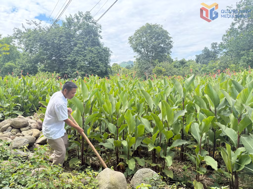 Mô hình trồng dong riềng của gia đình anh Vi Văn Hỷ, thôn Bản Ngày, xã Bình Liêu.