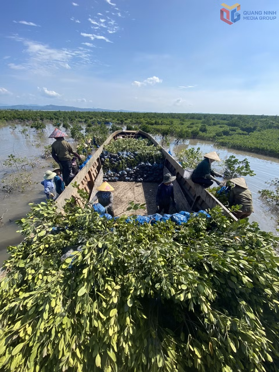 Trồng rừng ngập mặn tại xã Đầm Hà.