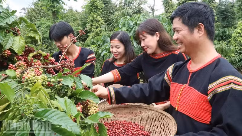 Tỉnh Đắk Lắk, vùng đất sản xuất khoảng 30% tổng sản lượng cà-phê của Việt Nam và là nơi có những hạt cà-phê Robusta ngon nhất thế giới.