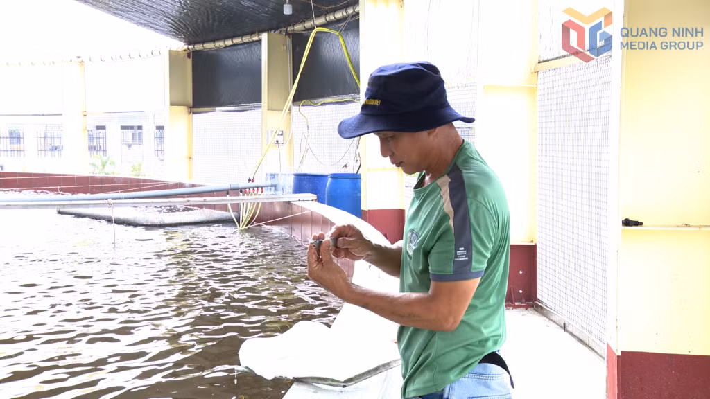 Công nhân kỹ thuật kiểm tra tốc độ sinh trưởng của tôm nuôi.