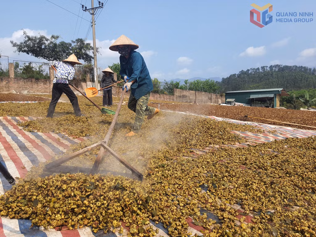 Người dân Hoành Mô vào mùa thu hoạch hoa hồi chiêm.