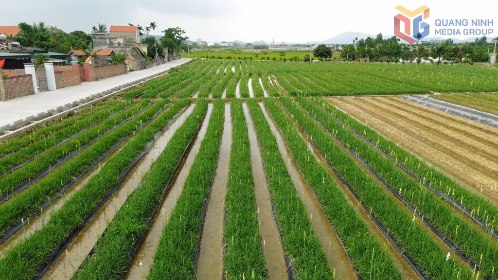 Diện tích trồng hoa huệ tại khu Bình Lục Hạ, phường Đông Triều.