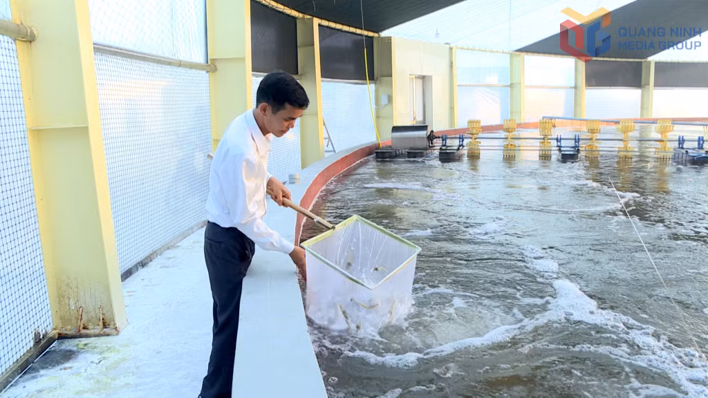 1 ô nuôi tôm thương phẩm có diện tích 1.000m2 cho hệ số quay vòng nuôi từ 7-9 vụ/năm.