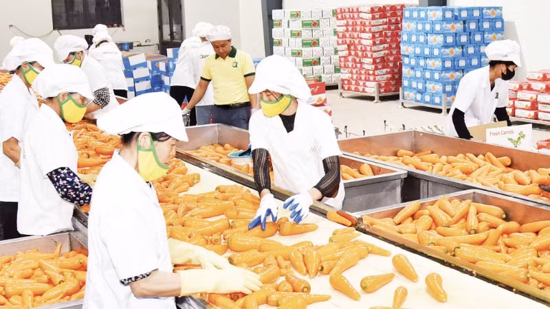 Sơ chế, đóng gói cà-rốt xuất khẩu ở Hợp tác xã Đức Chính, xã Tuệ Tĩnh, Hải Phòng. (Ảnh: KHÁNH AN)