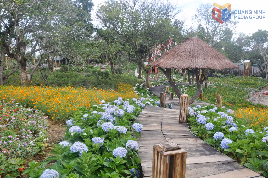 Vườn hoa tại khu du lịch Co To Village trên đảo Cô Tô lớn.