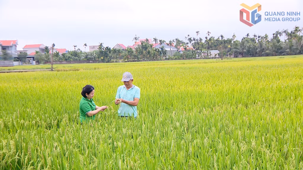 Phường Hoàng Quế năm nay gieo cấy 880ha lúa xuân. Năng suất lúa chất lượng cao ước đạt từ 70 đến 78 tạ/ha.