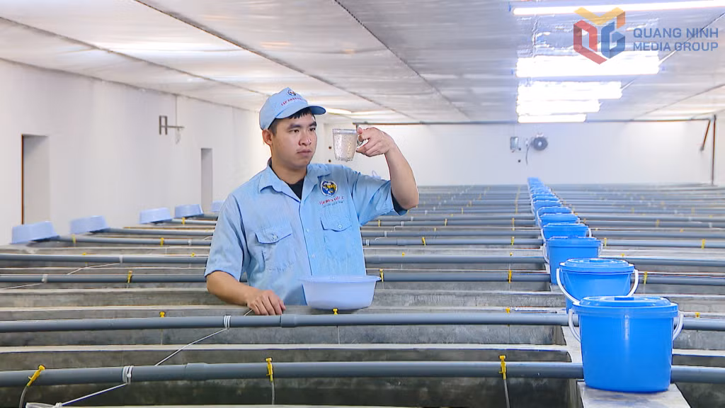 Chất lượng tôm giống thẻ chân trắng siêu thâm canh được công nhân kỹ thuật kiểm tra kỹ trước khi xuất ra thị trường.