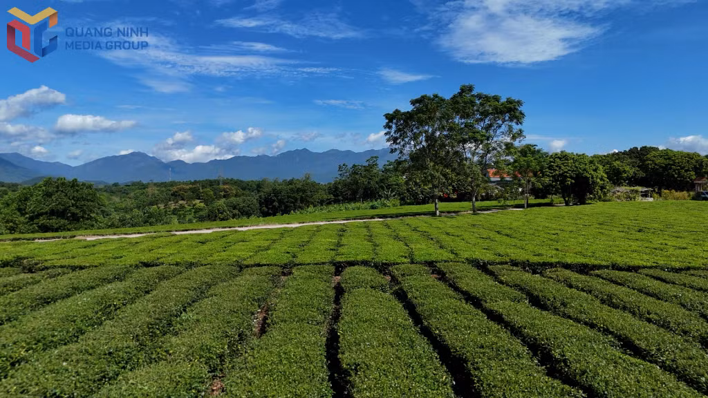 Đồi chè thôn Quảng Long 8, xã Đường Hoa.