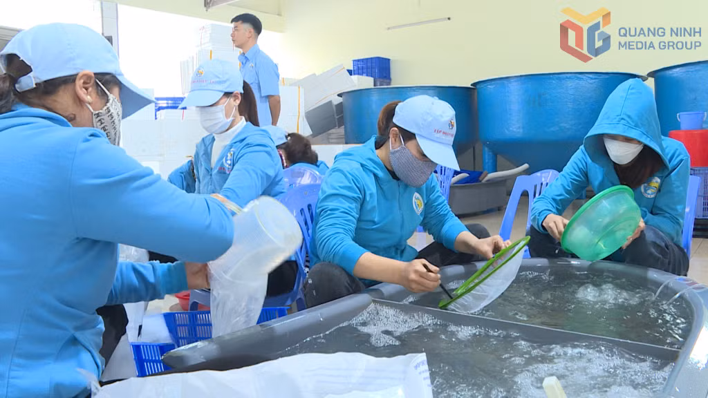 Năm 2026, theo kế hoạch Công ty TNHH Việt - Úc Quảng Ninh sản xuất 1,2 tỷ con giống tôm thẻ chân trắng.