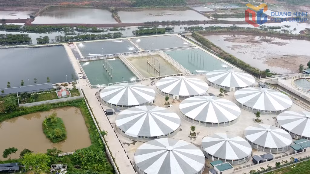 Hợp tác xã nuôi tôm công nghệ cao Cẩm Phả đã có hệ thống 12 ao nuôi đồng bộ trong nhà bạt 2ha và hệ thống cấp, thoát nước hơn 5ha.