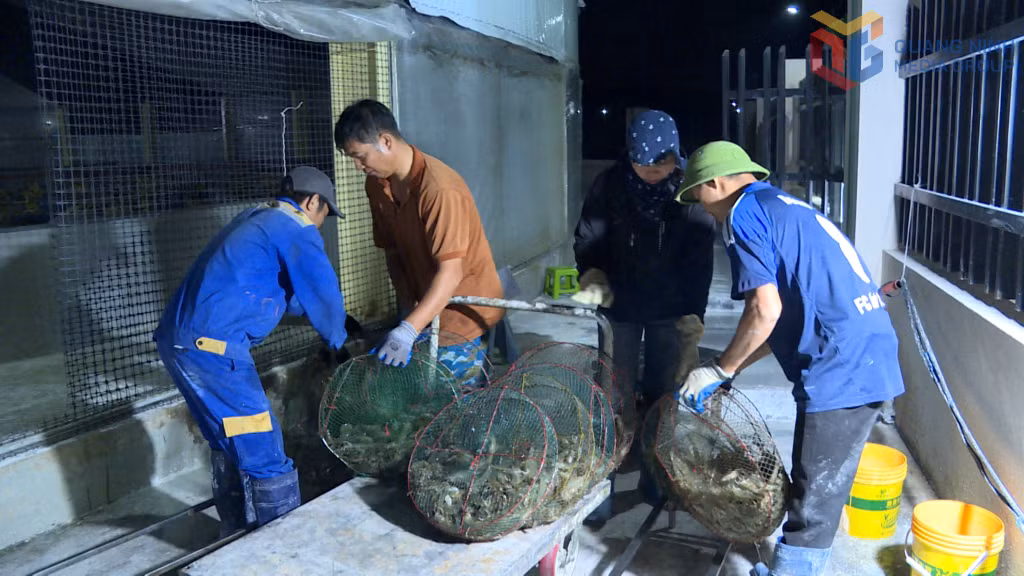 Công nhân của Hợp tác xã nuôi tôm công nghệ cao Cẩm Phả bận rộn thu hoạch tôm.