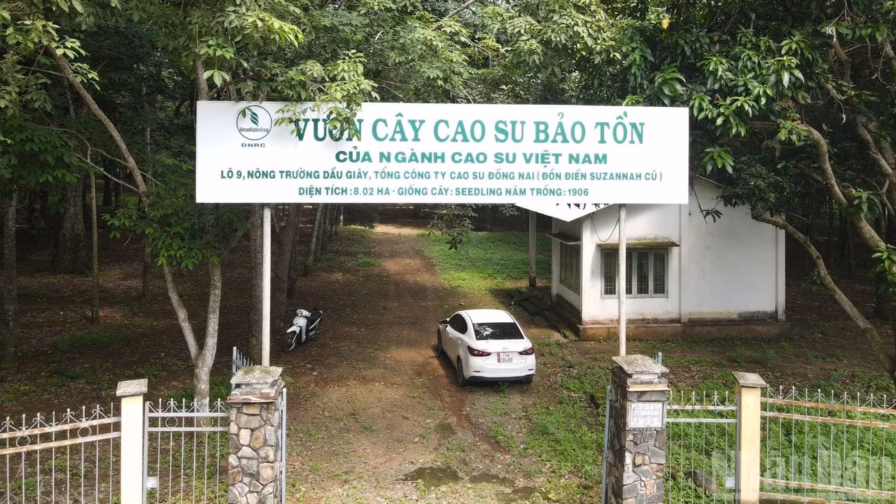 Vườn cao-su bảo tồn được Tổng Công ty Cao-su Đồng Nai bảo tồn tốt trong những năm qua.