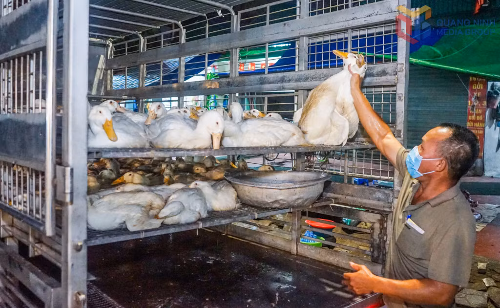Anh Đoàn Công Văn (phường Yên Hòa) đều đặn cung cấp khoảng 100 con vịt mỗi ngày cho các đầu mối và điểm bán trên địa bàn tỉnh. 