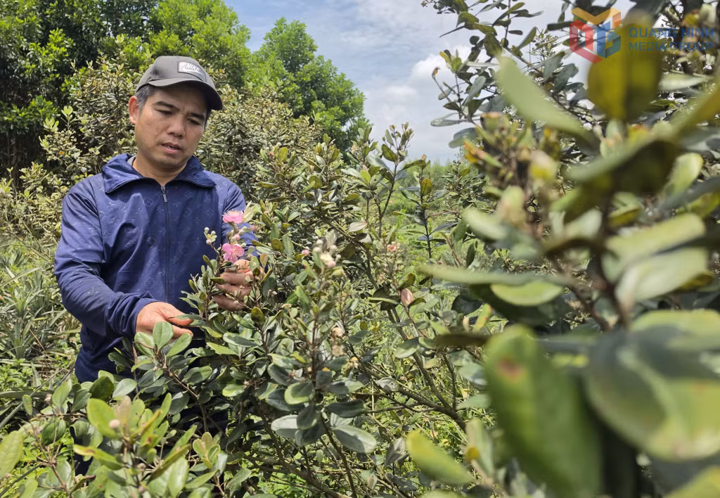 Thời điểm này, đồi sim của gia đình anh Đỗ Xuân Lịch, ở thôn Lục Phủ (xã Hải Sơn) đang vào giai đoạn tạo quả.