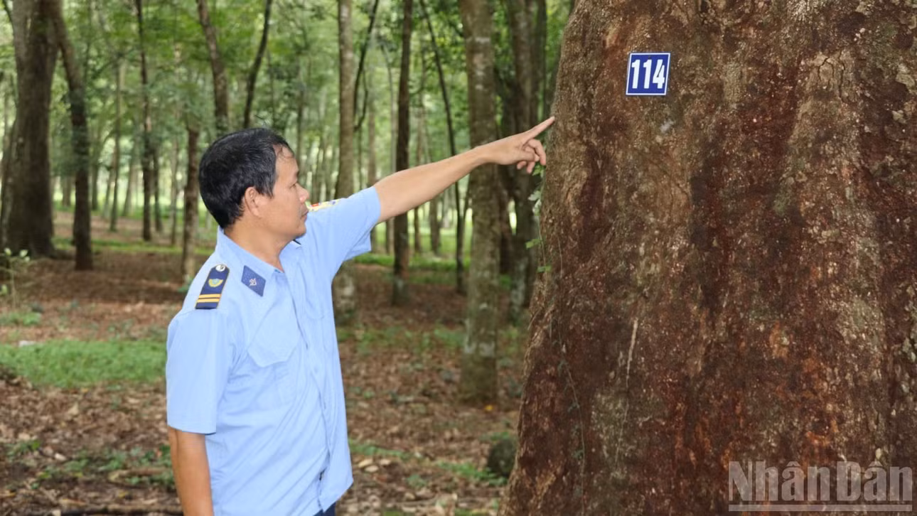Anh Bùi Xuân Phú, nhân viên bảo vệ vườn cao-su bảo tồn cho biết, tất cả các cây đều được đánh số. Việc này để theo dõi, quản lý, biết được tình trạng của các cây. Với những cây bị mối mọt nhân viên kỹ thuật sẽ xử lý.