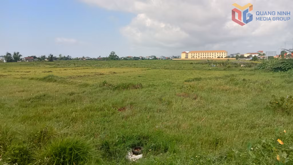 Cánh đồng khu vực Hải Đông, phường Móng Cái 2 bị bỏ hoang.
