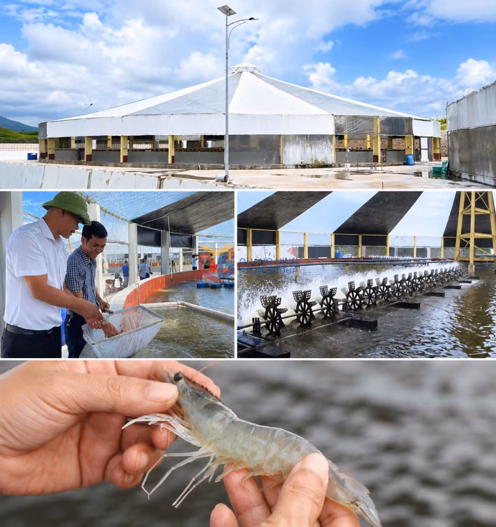 Mô hình nuôi tôm công nghệ cao tại HTX nuôi tôm công nghệ cao Cẩm Phả (xã Hải Hòa) giúp chủ động kiểm soát các yếu tố nuôi, nâng cao tỷ lệ sống và chất lượng tôm thương phẩm.