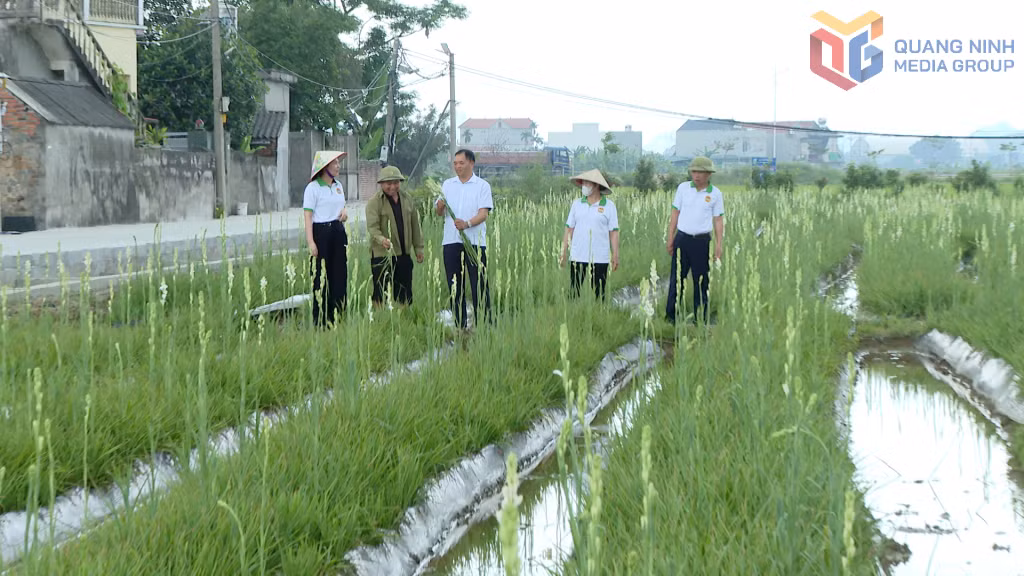 Hội Nông dân phường Đông Triều đồng hành với hội viên trong quá trình triển khai các mô hình mới.
