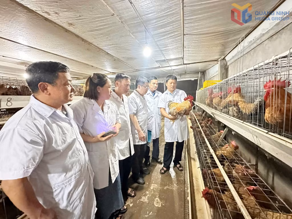 Quảng Ninh hoàn thiện hồ sơ đăng ký chỉ dẫn địa lý cho giống gà Tiên Yên, góp phần bảo vệ thương hiệu, kiểm soát chất lượng và nâng giá trị đặc sản địa phương.