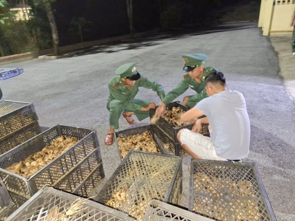 Kiểm đếm số gà giống trong 32 khay nhựa
