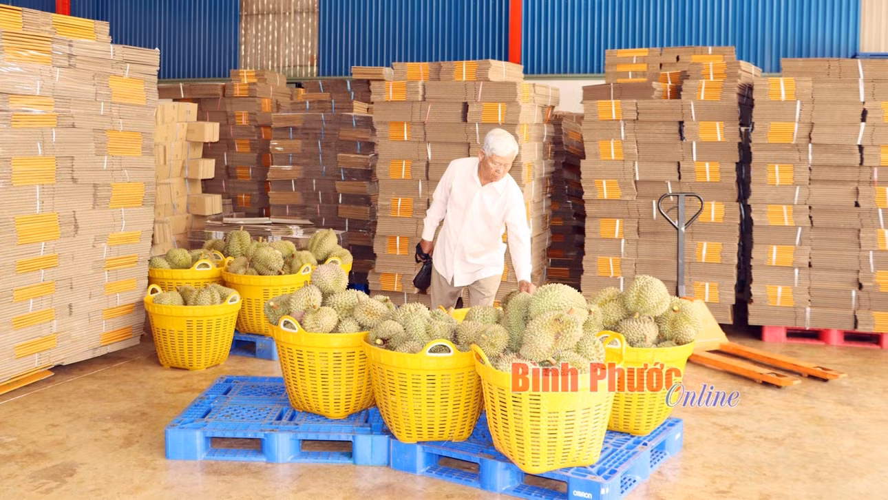 Sản phẩm sầu riêng của HTX cây ăn trái Bàu Nghé được đóng gói xuất khẩu sang thị trường Trung Quốc