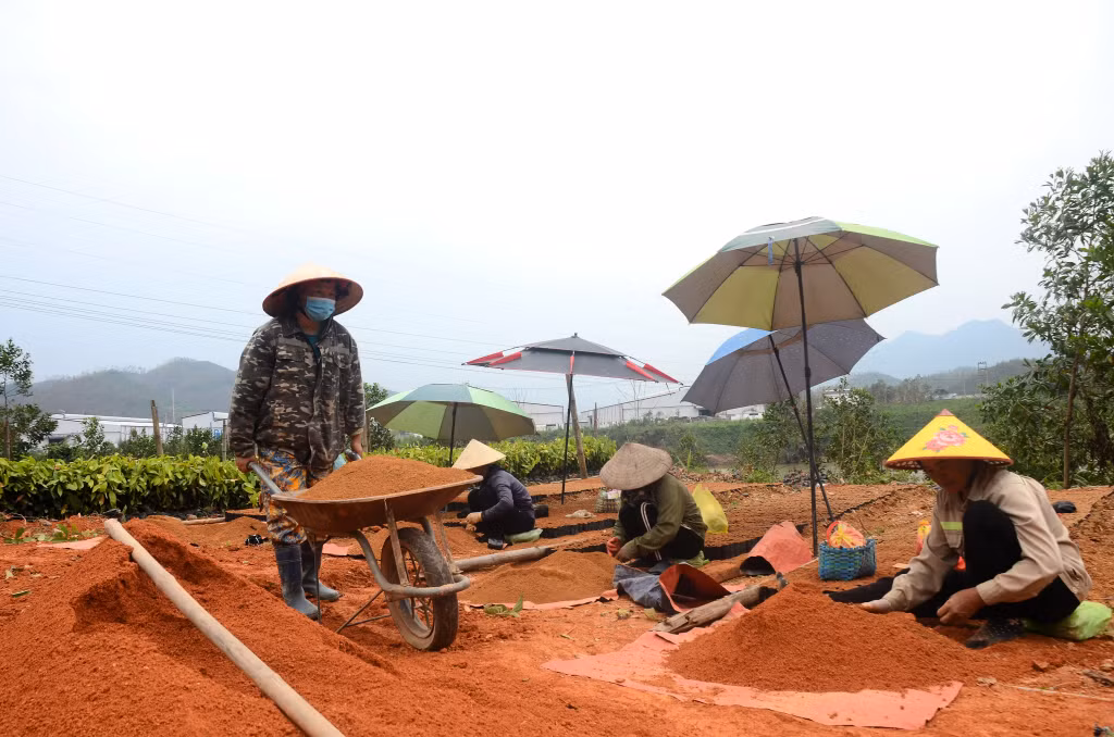 Các hộ trồng rừng xã Nam Sơn ươm keo giống cho vụ mới.