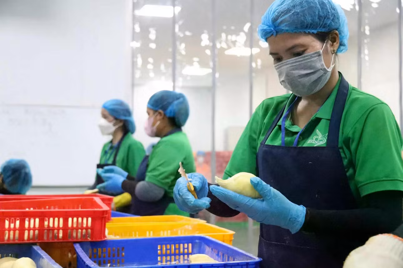 Trung Quốc yêu cầu các công đoạn như tách vỏ, tách múi và chế biến khác của sầu riêng đông lạnh phải được thực hiện bởi các nhân viên được chỉ định. Ảnh: Minh Quý