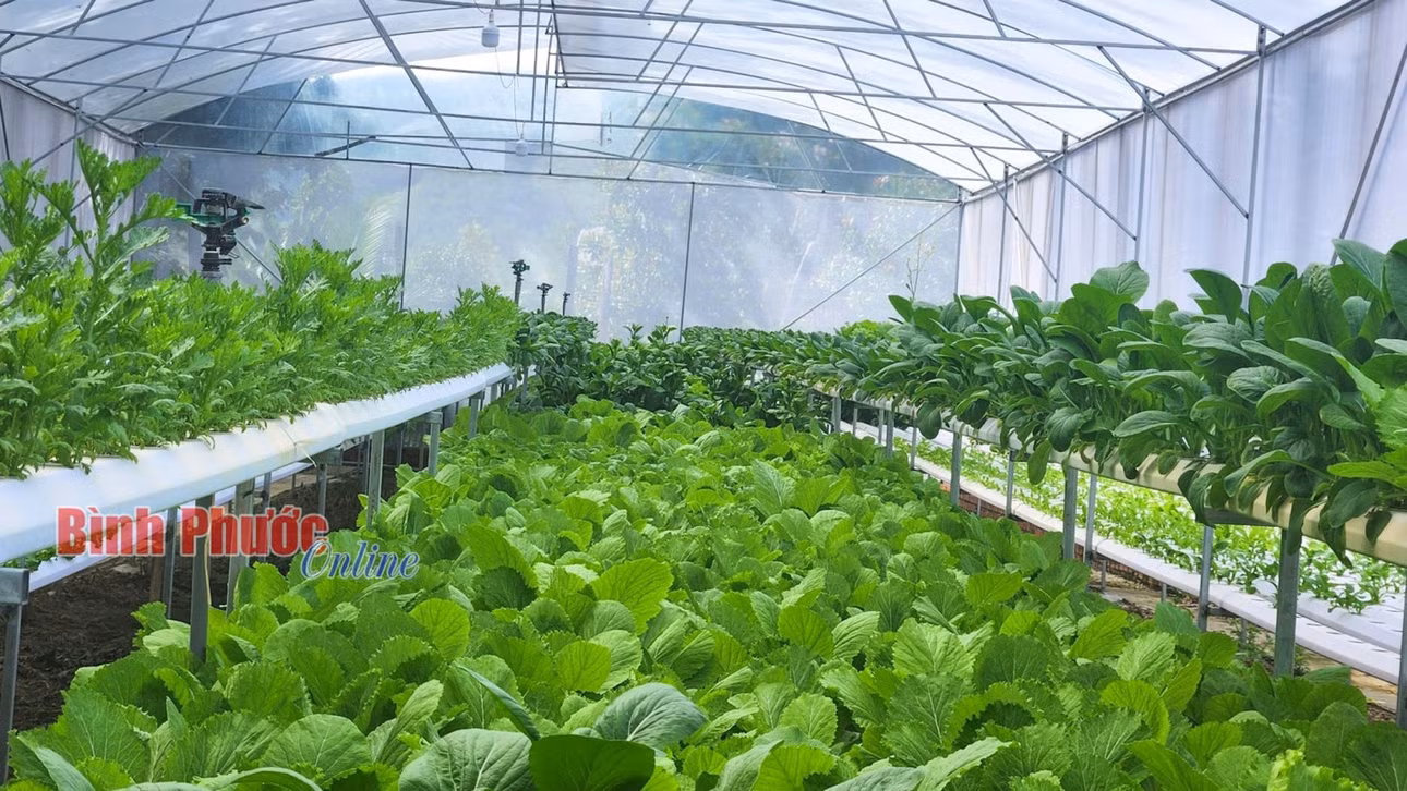 Để cây trồng phát triển ổn định, anh Hứa Minh Chúc dùng bút kiểm tra mỗi ngày nhằm kịp thời bơm dưỡng chất nuôi cây