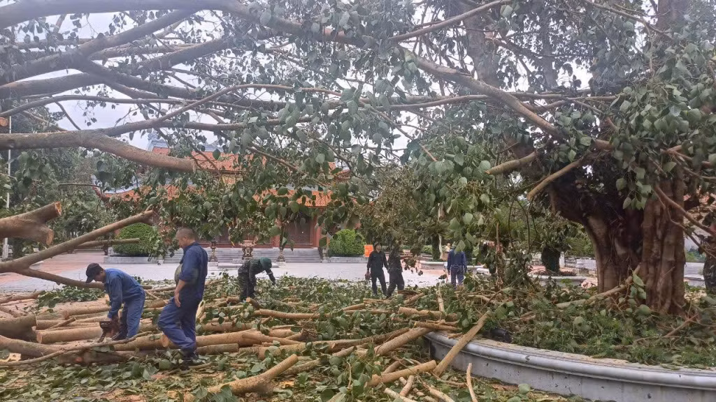 Cây bồ đề lớn tại sân đền An Sinh bị bão quật bật gốc, đang được cắt tỉa cành và trồng lại. Ảnh chụp ngày 12/9, do địa phương cung cấp.