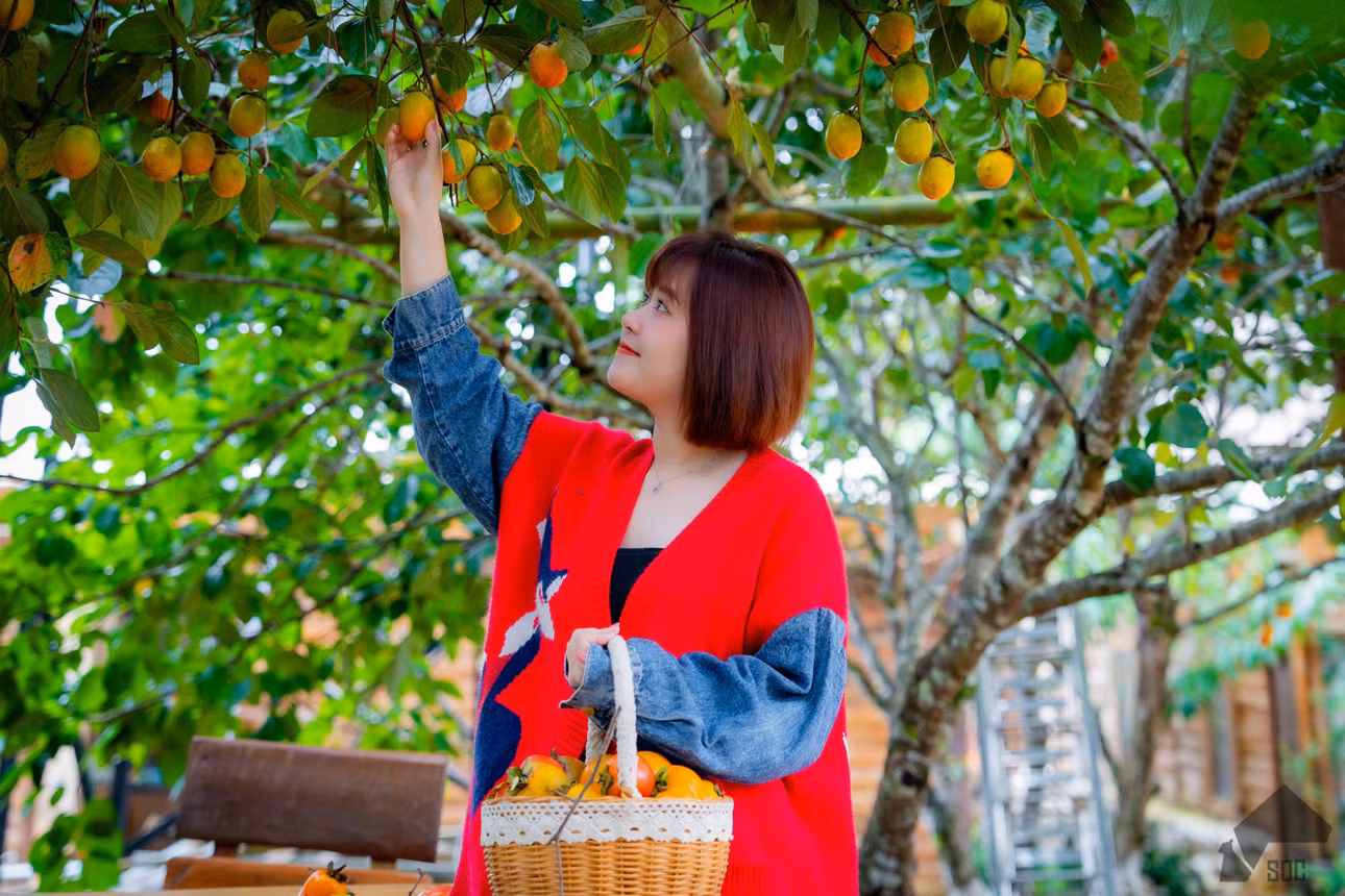 Hồng Măng Đen ra trái từ tháng 8, và thu hoạch kéo dài cho đến hết tháng 11, sang đầu tháng 12. Thời điểm hiện nay, những trái hồng mới bắt đầu chín rộ, xen lẫn trong những lá xanh mềm mại và nên thơ - Ảnh: Soc House