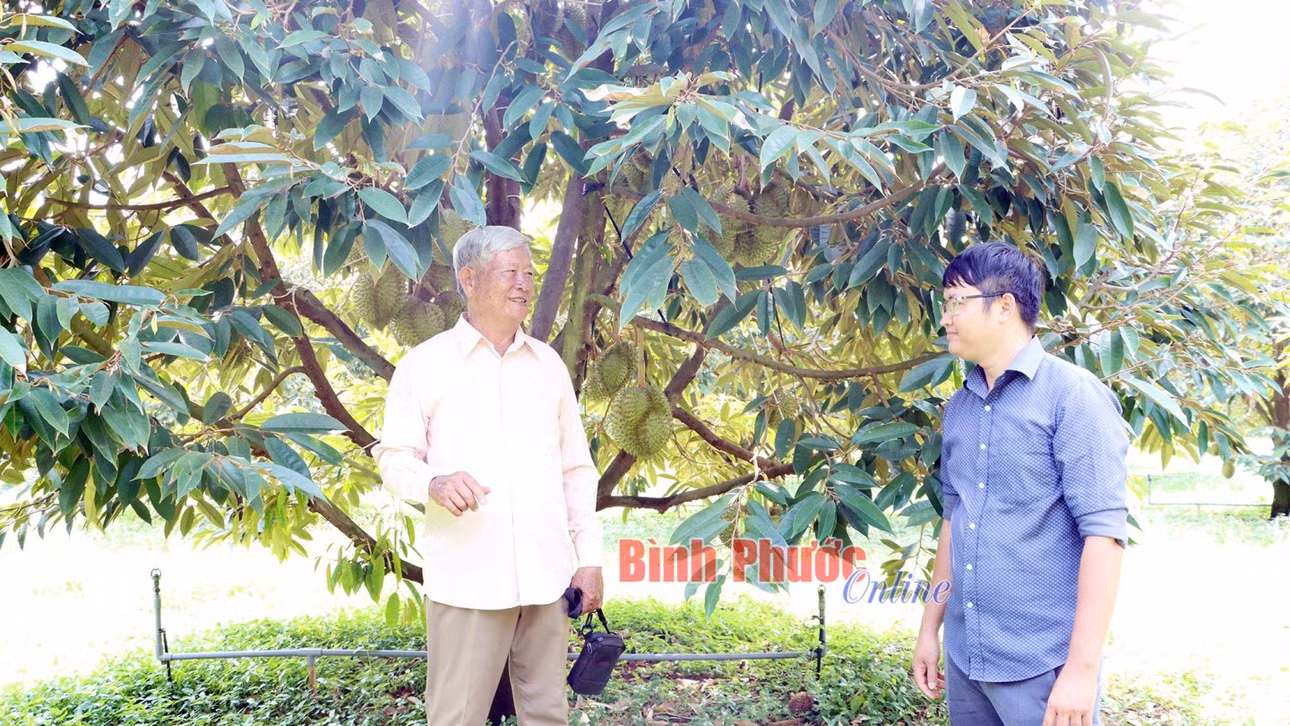 Trái sầu riêng của HTX cây ăn trái Bàu Nghé được Tổng cục Hải quan Trung Quốc cấp mã vùng trồng và cho phép xuất khẩu sang thị trường nước này