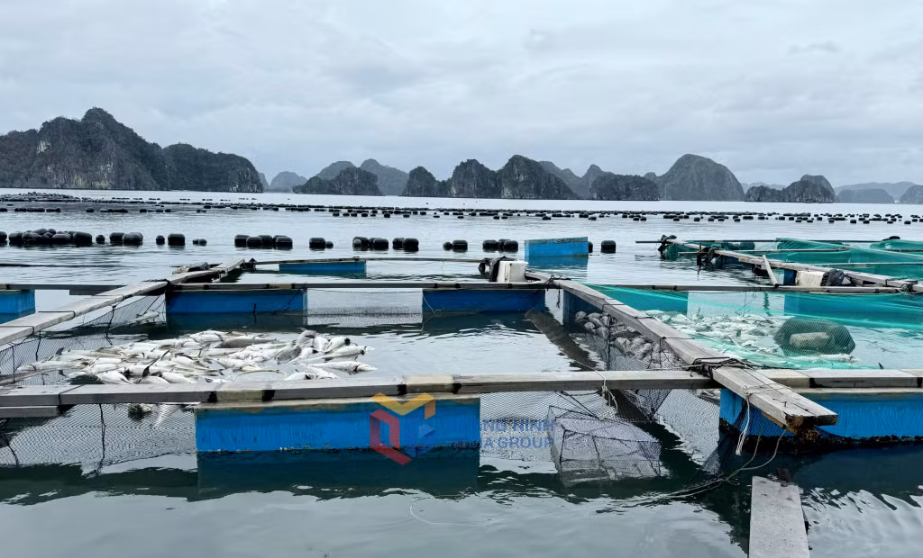 Tổng thiệt hại bước đầu ước tính trong nuôi trồng thủy sản của huyện Vân Đồn lên đến hàng nghìn tỷ đồng. Ảnh: Mạnh Trường