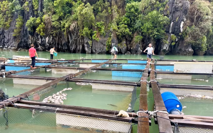 Gia đình ông Phạm Văn Dương, ở Vân Đồn, đang vớt những con cá chết bỏ đi và gom lại cá sống, hôm 10/9. Ảnh: Phan Dương