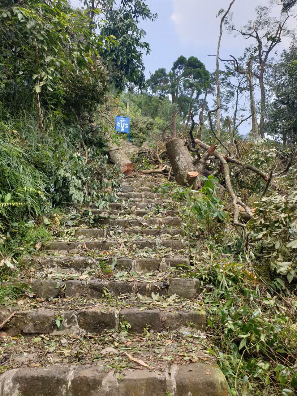Cây lớn gãy đổ ngang đường được xử lý nhằm giải phóng các lối hành hương lên Yên Tử. Ảnh do đơn vị cung cấp.