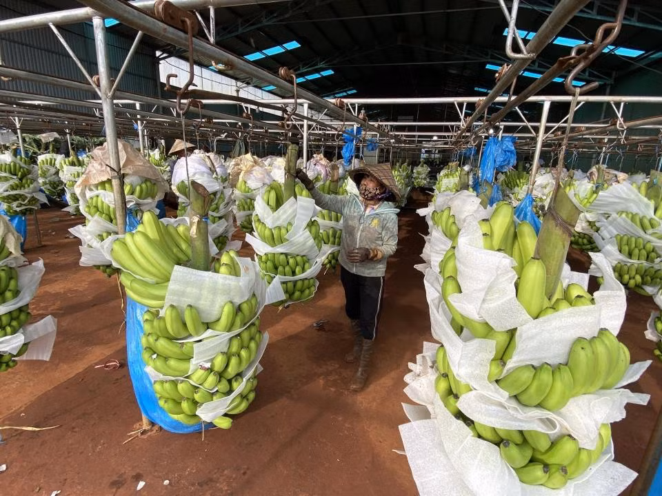 Xuất khẩu nông lâm ngư nghiệp 8 tháng đầu năm đạt được những con số ấn tượng. Ảnh minh họa: Thanh Tuấn
