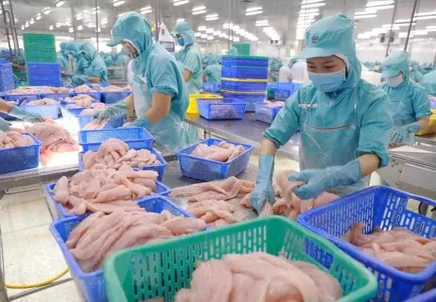 Cá tra nhận tin vui nhất sau 20 năm vướng vụ kiện bán phá giá tại Mỹ. Ảnh minh họa