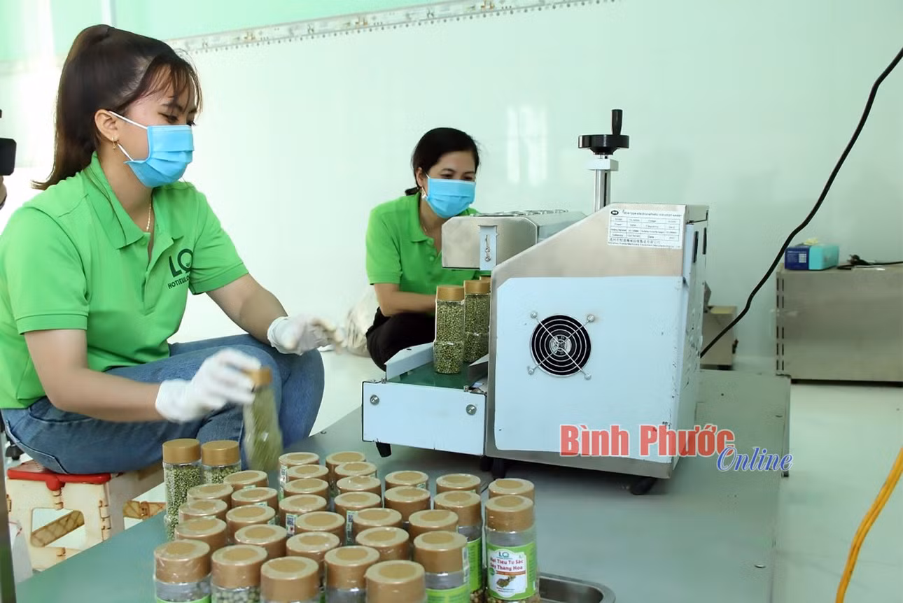 HTX hồ tiêu hữu cơ Lộc Quang, huyện Lộc Ninh tiên phong đưa hồ tiêu chế biến sâu, tạo ra 27 sản phẩm đạt chuẩn OCOP và đang đẩy mạnh quảng bá sản phẩm qua kênh thương mại điện tử, mở rộng thị trường tiêu thụ, nâng cao giá trị hồ tiêu chế biến các sản phẩm đa dạng phục vụ nhu cầu trong nước và xuất khẩu