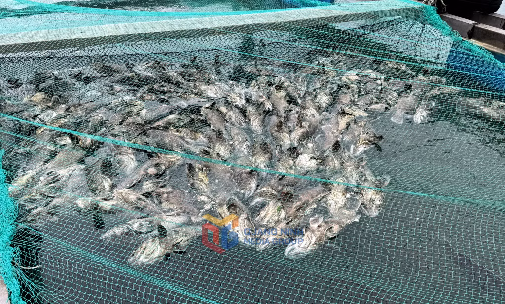Nếu như ô lồng nuôi cá không bị rách, còn nguyên vẹn thì cá cũng chết nổi trắng bụng vì bị sóng đánh va đập mạnh. Ảnh: Mạnh Trường