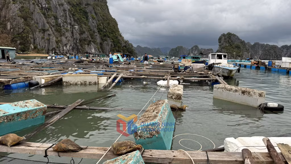 Các ô lồng nuôi cá bị sóng đánh tan hoang, rách nát, gần như mất trắng vì cá chạy ra ngoài.