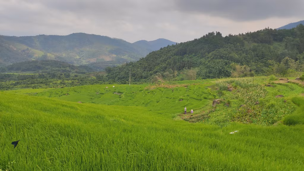 Ruộng bậc thang ở Cao Thắng, xã Lục Hồn ngày 18/9.