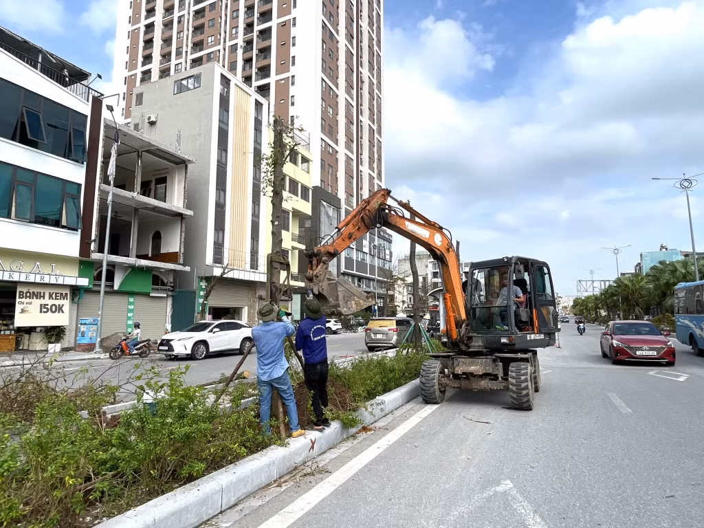 Công ty CP Cây xanh công viên Quảng Ninh dựng lại các cây xanh bị đổ trên các tuyến đường.