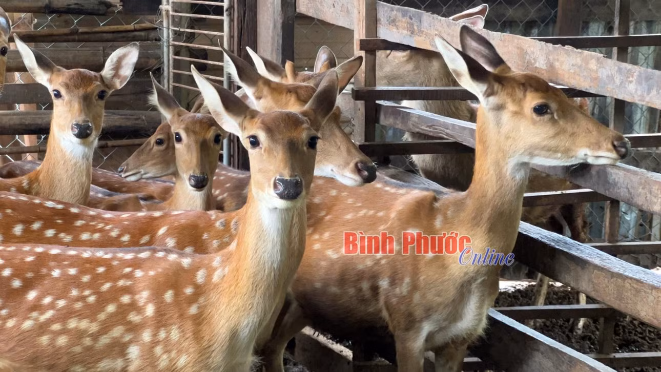 Đàn hươu của gia đình anh Nguyễn Văn Quế ở thôn 2, xã Thiện Hưng, huyện Bù Đốp