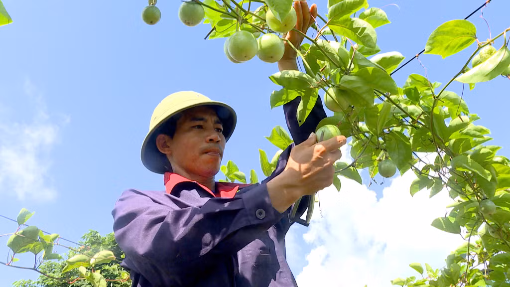 Mô hình liên kết trồng chanh leo của HTX Nông nghiệp tổng hợp Trường Giang mở ra hướng làm giàu mới cho người dân huyện Đầm Hà.