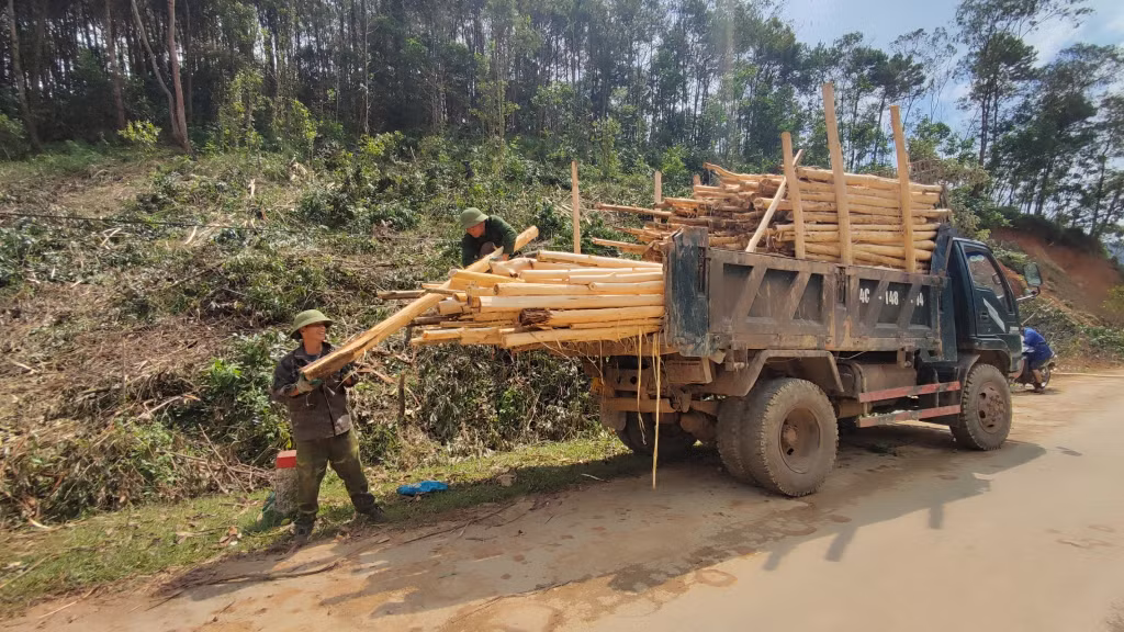 Người dân khai thác gỗ keo bị thiệt hại sau bão.