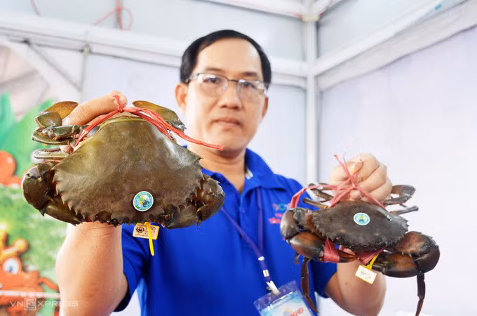 Cua tại hộ nuôi ở Cà Mau. Ảnh: An Minh