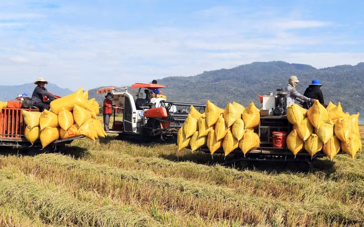Là quốc gia xuất khẩu gạo hàng đầu thế giới nhưng Việt Nam dự kiến năm nay chi tới 1 tỉ USD nhập khẩu gạo - Ảnh: THIÊN HƯƠNG