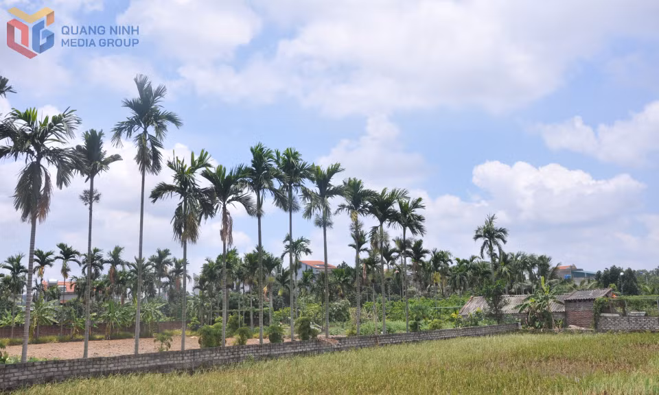 Phong cảnh đồng quê thanh bình tại khu Đồn Sơn, phường Hoàng Quế.