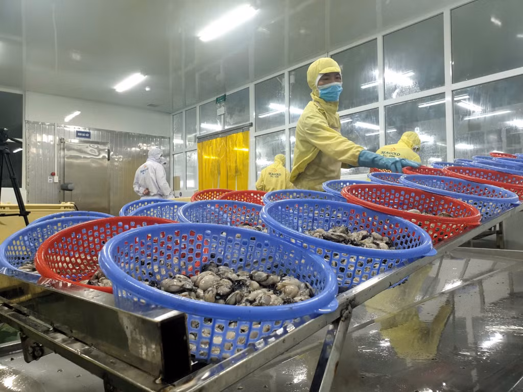 Quy trình chế biến hàu đạt tiêu chuẩn HACCP của Công ty CP SEAGOLD tại huyện Đầm Hà.