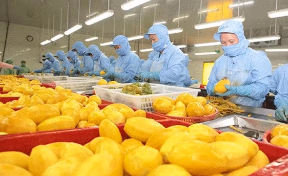 Xuất khẩu rau quả lập kỳ tích mới - Ảnh 1.